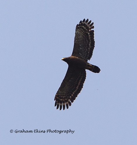 Crested Serpent Eagle
Tai Mo Shan Mountain Country Park